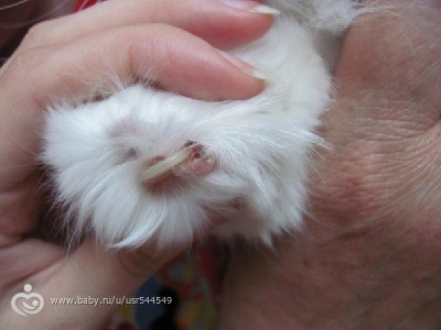 http://cs43.babysfera.ru/3/1/7/c/321657487.463811409.jpeg