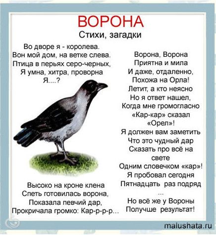 Рисунок птицы и стих к ней Рисунок птицы и стих к ней