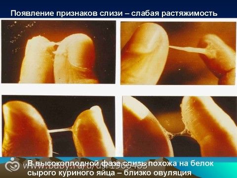 Как скоро после зачатия появляются Как скоро после зачатия появляются