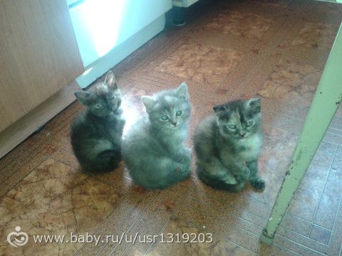 Отдам в добрые ручки