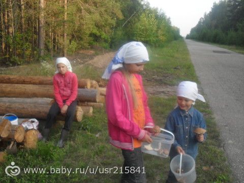 Лес и грибы.