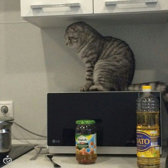 Царь! Очень приятно, Царь!