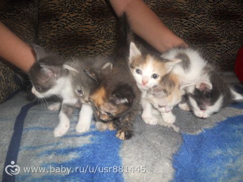 Котята в добрые руки