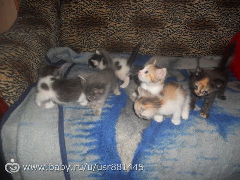 Котята в добрые руки