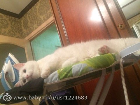 Девочки породу определите?)