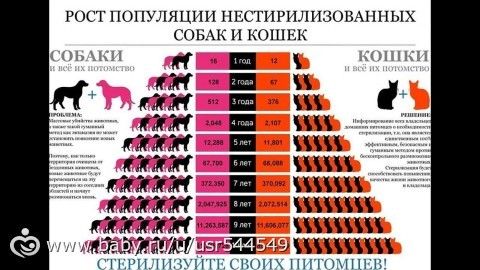 У вас есть домашнее животное?