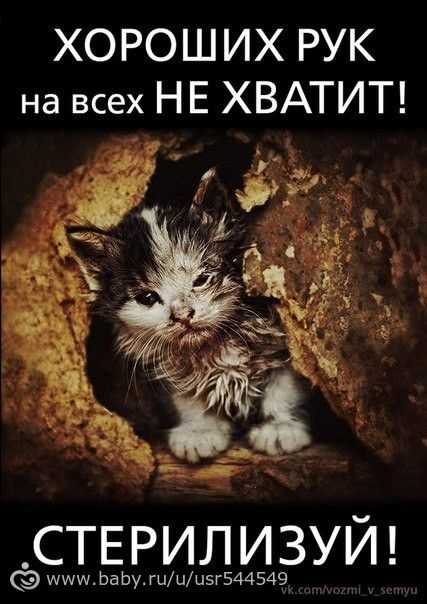 У вас есть домашнее животное?