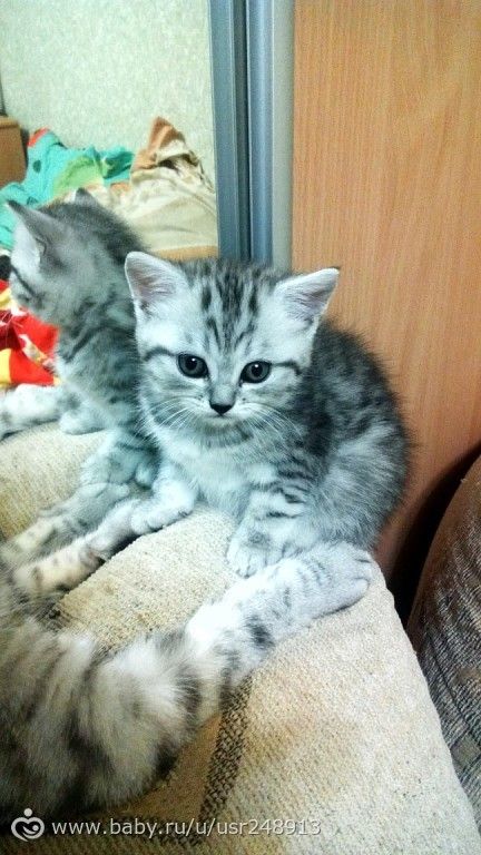 Котенок в добрые руки. Волжский