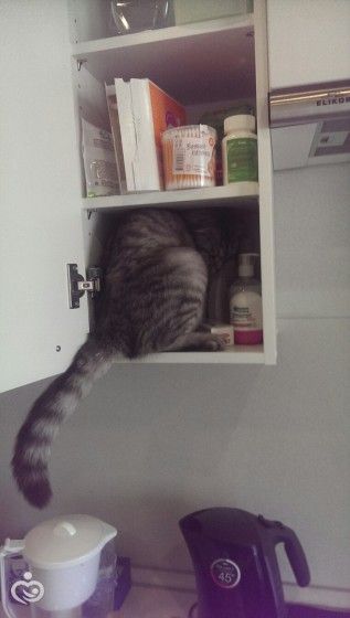 Царь! Очень приятно, Царь!
