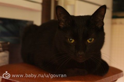 Что делать, что кот и кошка подружились?