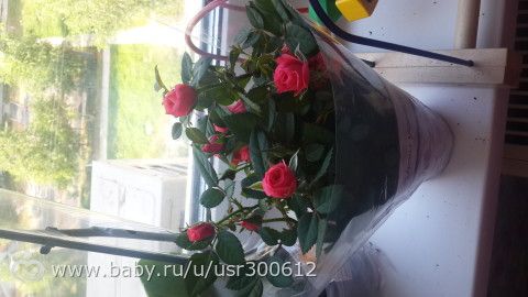 Мои обновки
