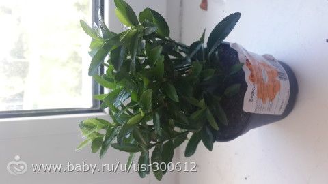 Мои обновки