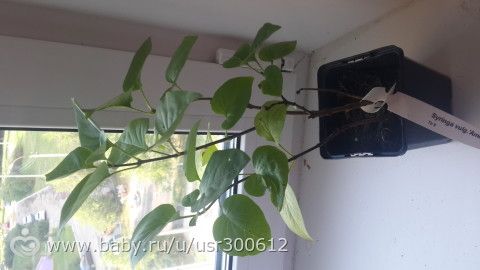 Мои обновки