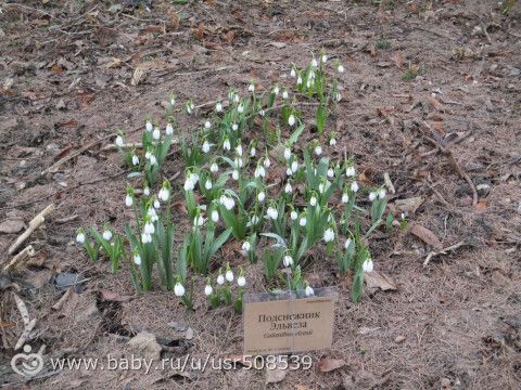 Аптекарский огород. (18.03.17) Часть 10. На улице.
