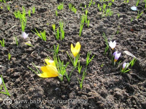 Аптекарский огород. (18.03.17) Часть 10. На улице.