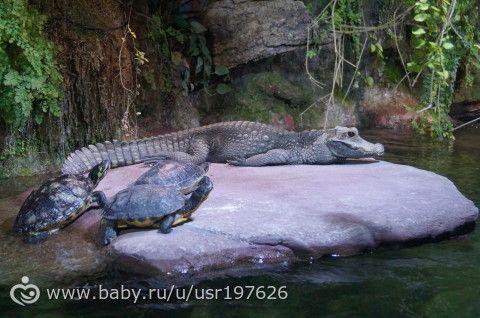 Мюнхенский зоопарк Hellabrunn