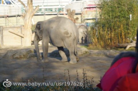 Мюнхенский зоопарк Hellabrunn