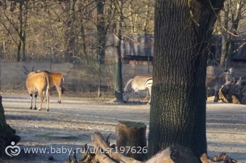 Мюнхенский зоопарк Hellabrunn