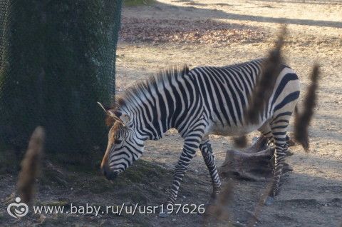 Мюнхенский зоопарк Hellabrunn