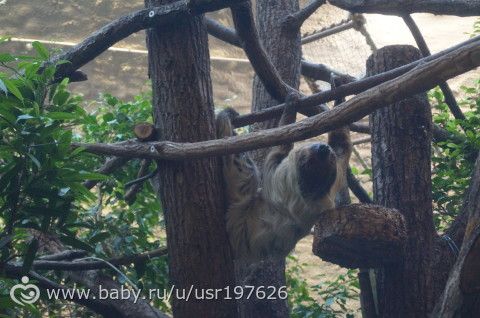 Мюнхенский зоопарк Hellabrunn