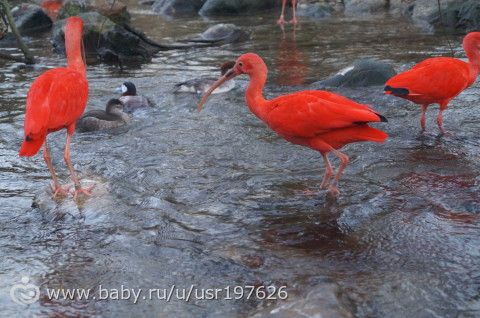 Мюнхенский зоопарк Hellabrunn