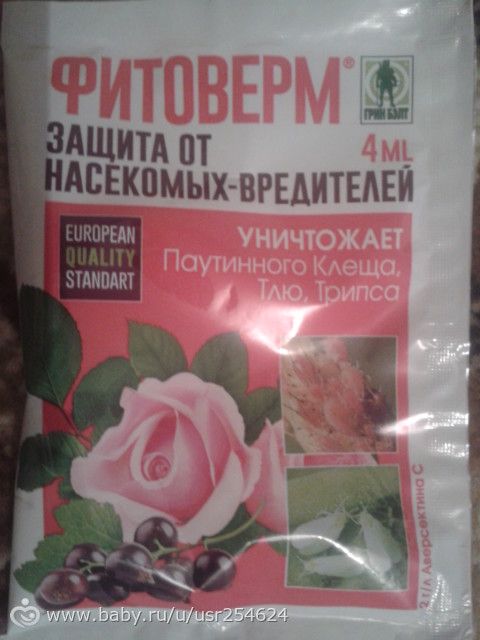 Нужен совет по уходу за розами!
