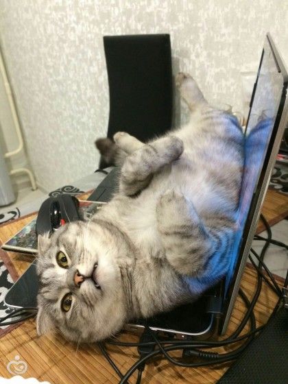 Царь! Очень приятно, Царь!