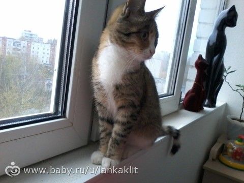 Про Кошкомуру. Часть 1. (Поржать не будет.)