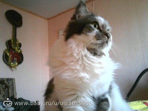 Отдам кота в добрые руки