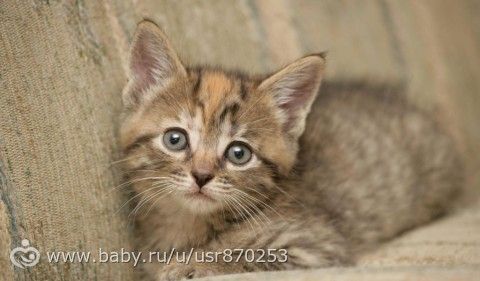 Отдадим котёнка