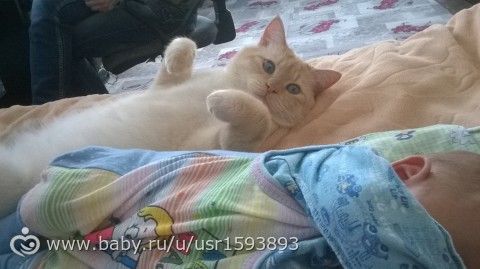 Когда кот понял, что не он теперь любимчик