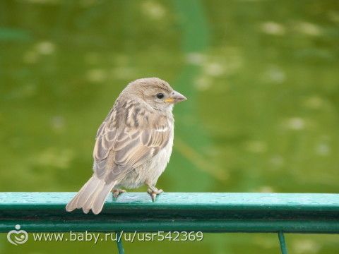 Самарский зоопарк