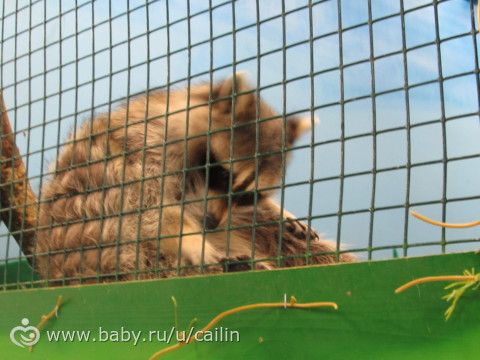 Контактный зоопарк с Вероничей
