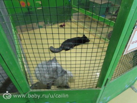 Контактный зоопарк с Вероничей