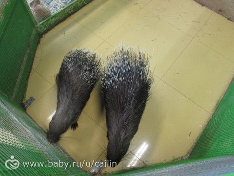 Контактный зоопарк с Вероничей