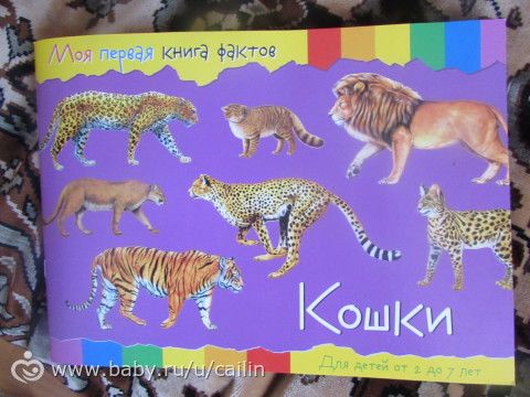 Наши занимашечки. Кошки
