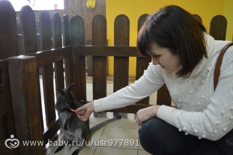Новогодние прадзники, 2016.