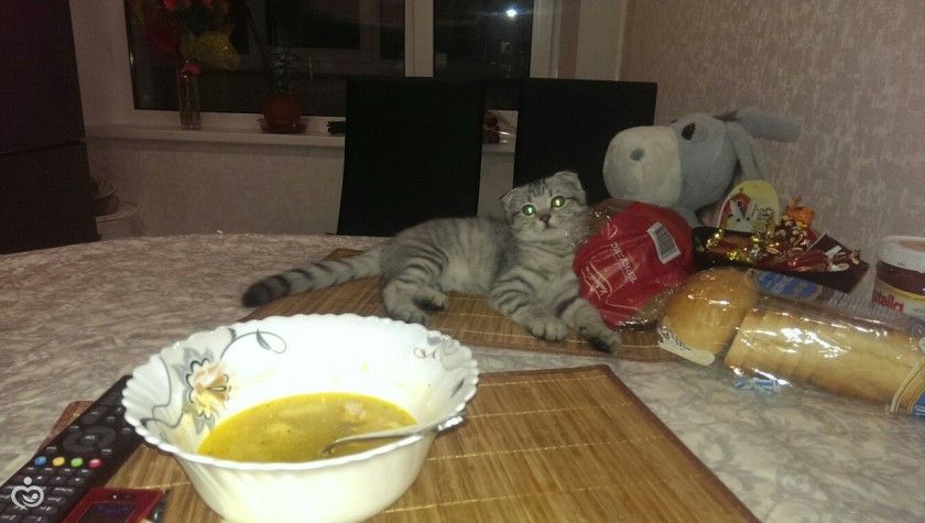 Царь! Очень приятно, Царь!