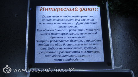 22-25 октября 2015 г/ океанариум