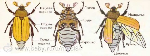 Маленькие Энтомологи неделя 3 задания