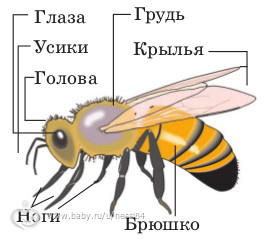 Маленькие Энтомологи неделя 3 задания