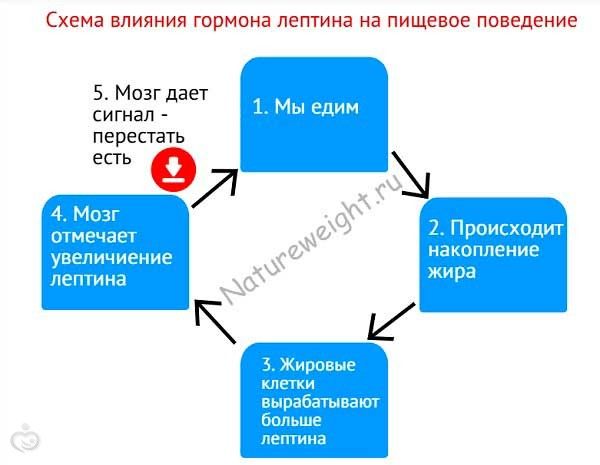 Лептин