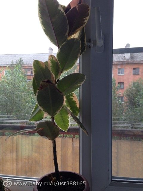 Что сделать с фикусом