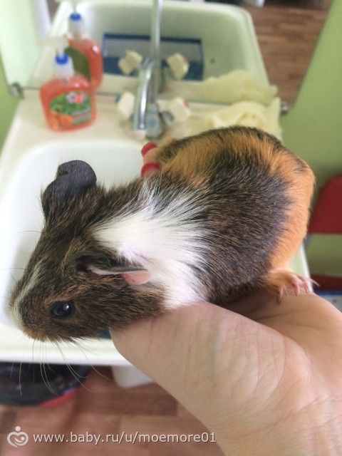 У нас теперь есть Бантик 🎀