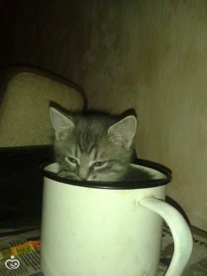 Все таки коты это жидкость