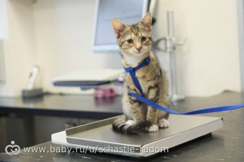Как определить, что кошке пора к ветеринару?