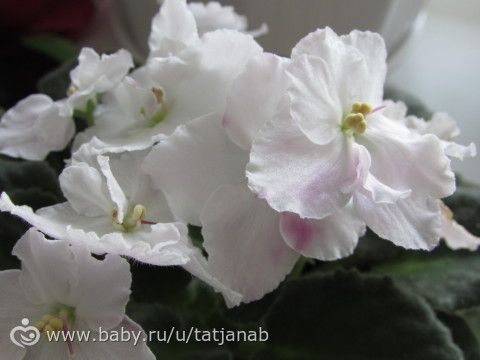 Еще Фиалки