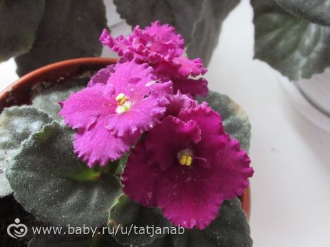 Еще Фиалки