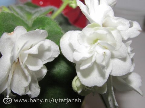 Еще Фиалки
