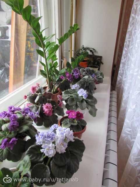 Еще Фиалки